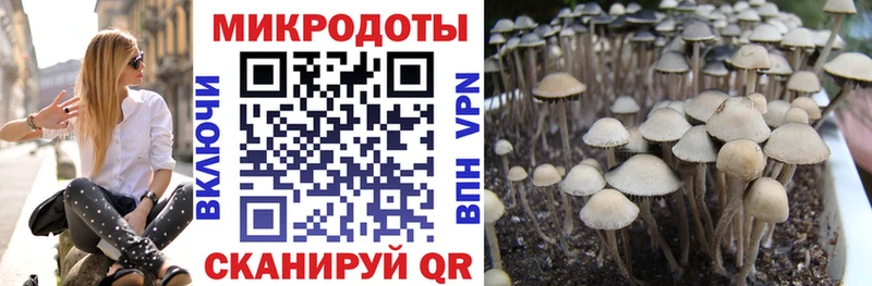 Галлюциногенные грибы MAGIC MUSHROOMS  где продают наркотики  Верхний Тагил 